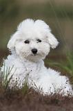 BICHON FRISE 394